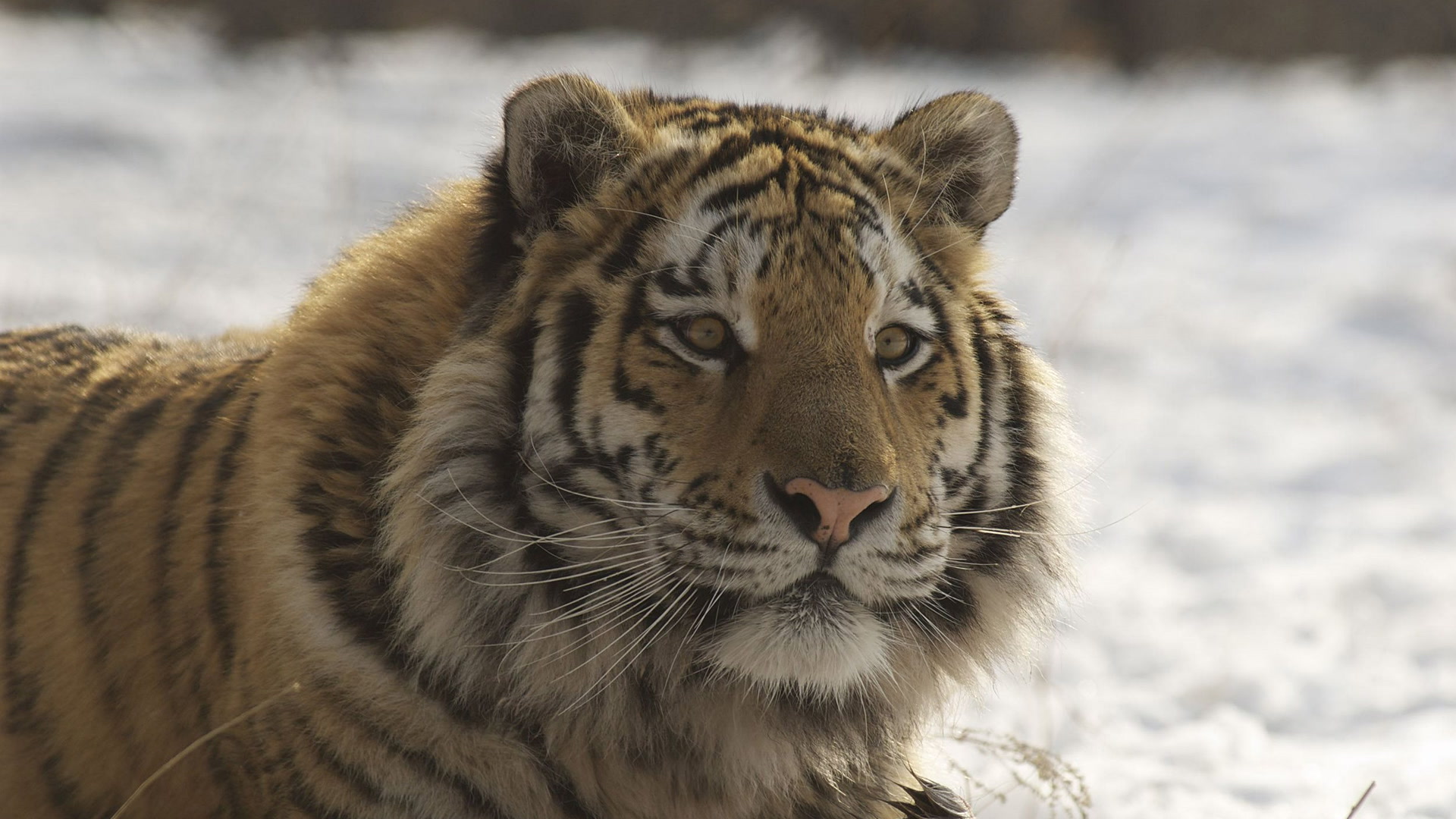 Amba, sibirski tigar