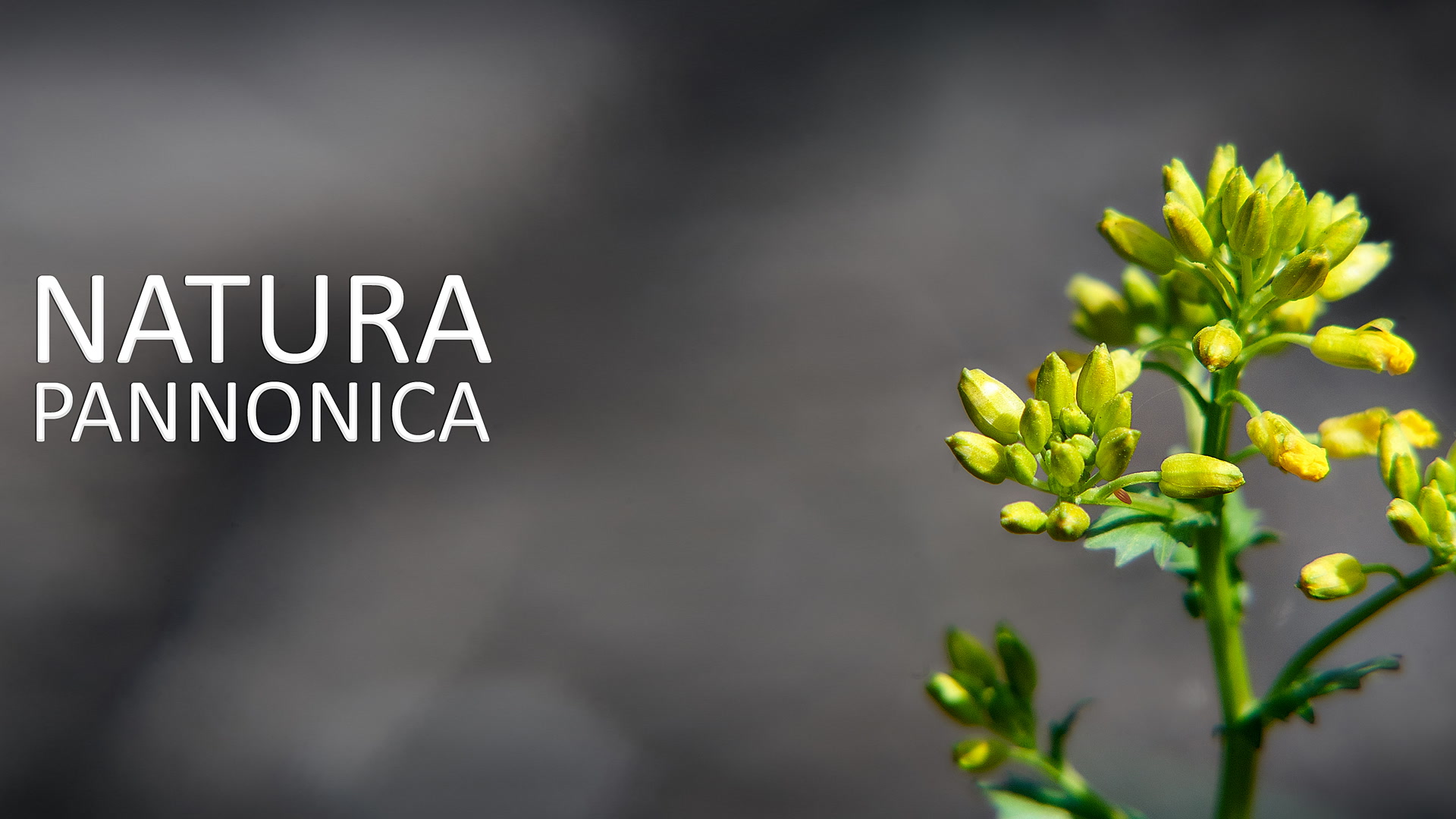 Natura Panonika