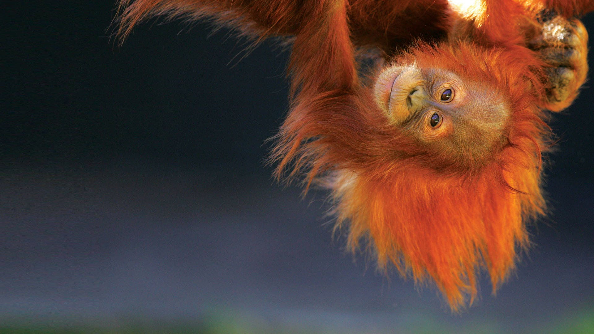 Mala škola za orangutane