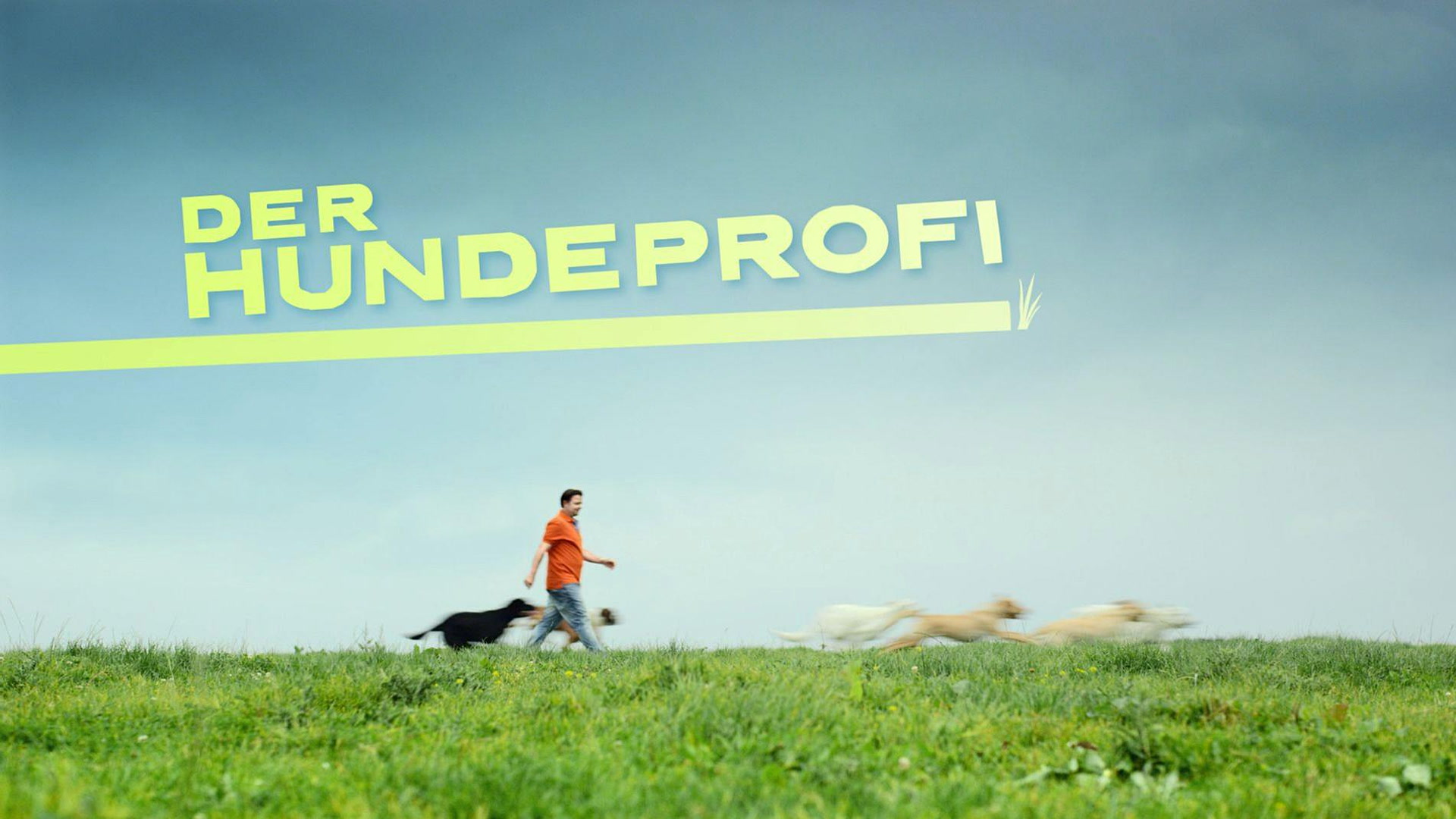 Der Hundeprofi