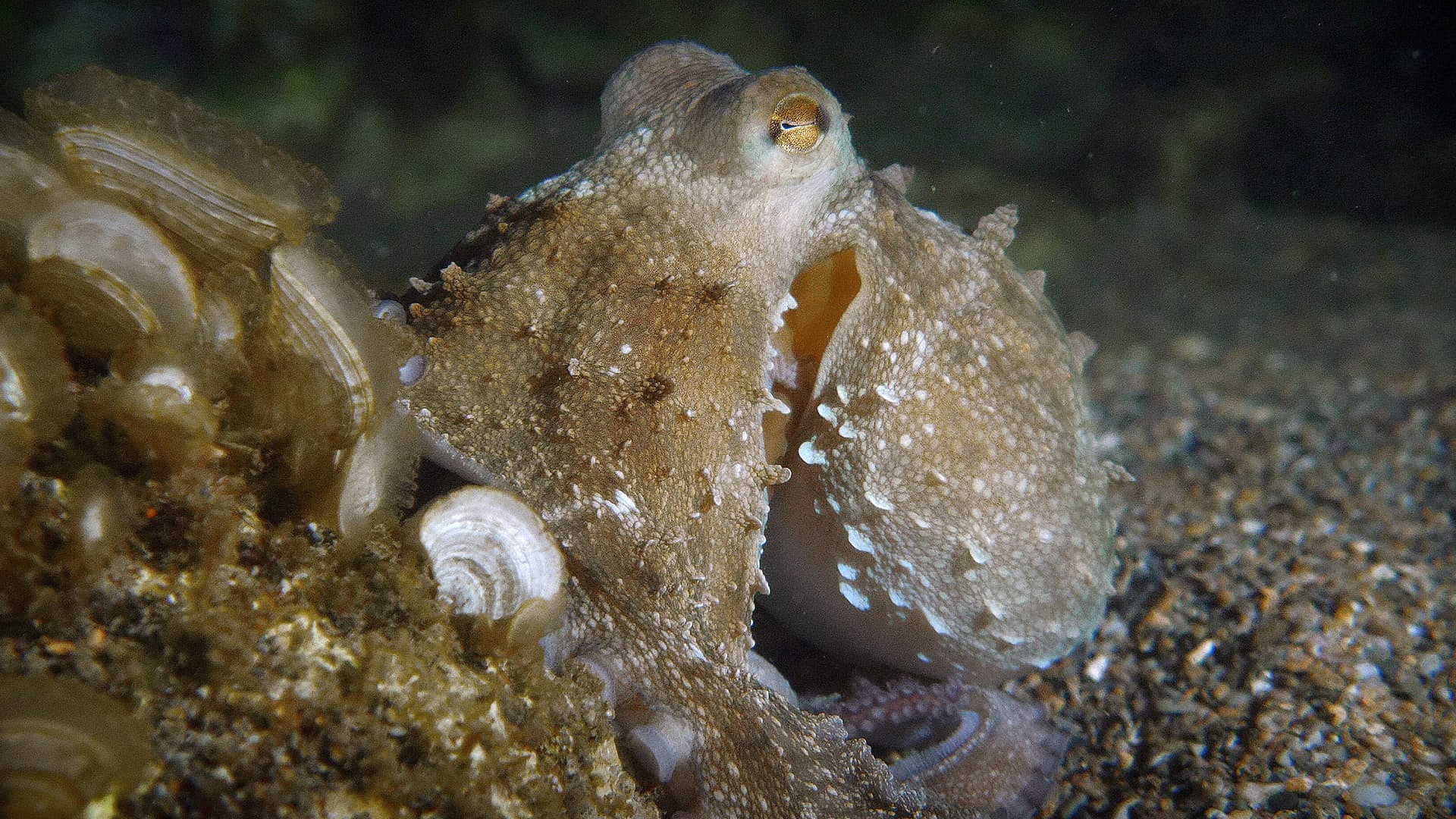 Der Strand: Tierisches aus dem Ferienparadies