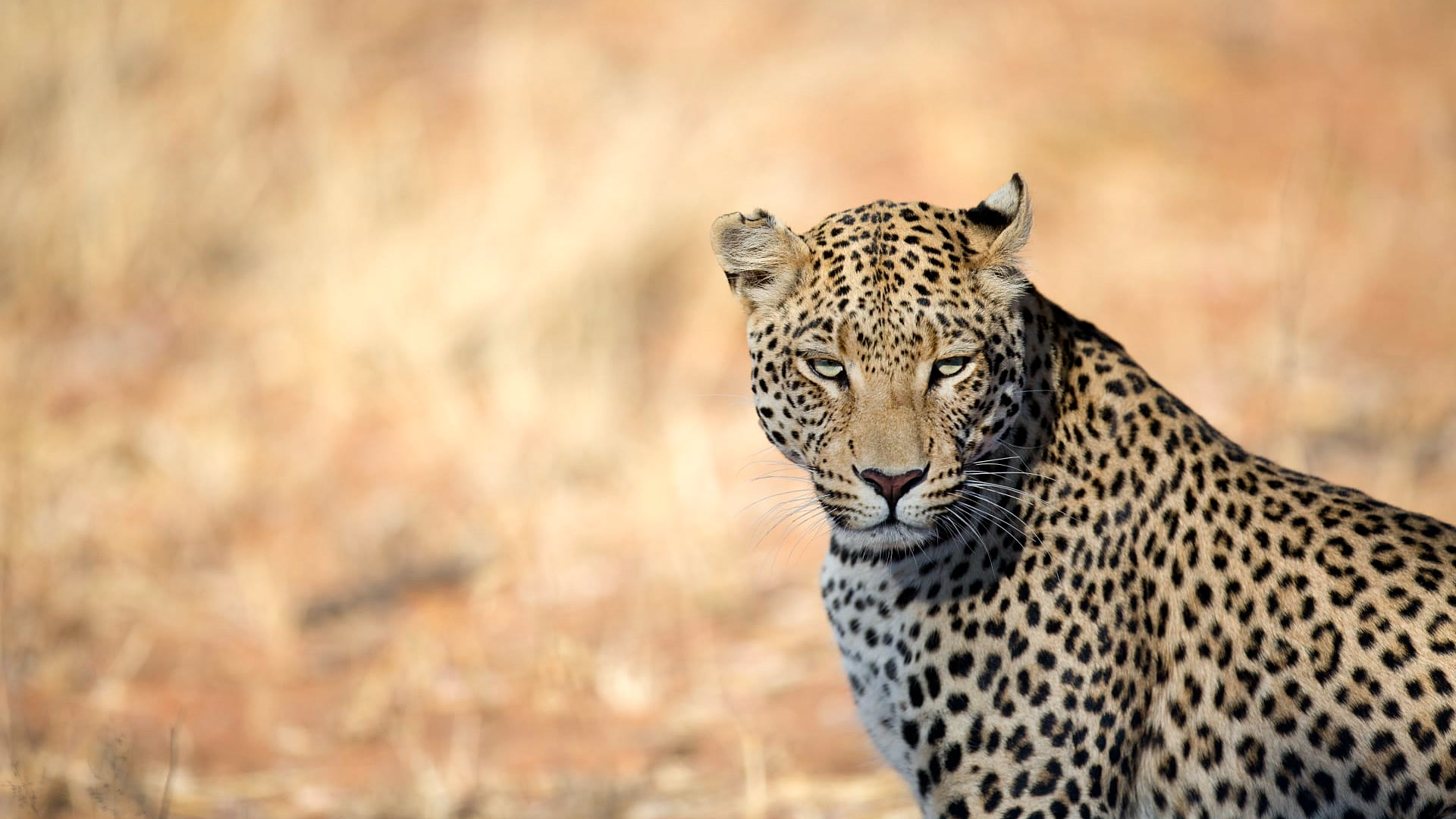 Šri Lanka: Dinastija leoparda