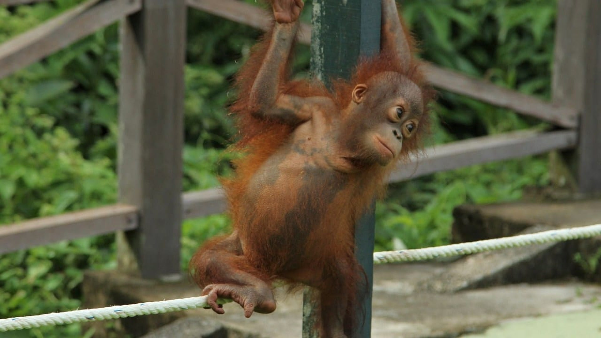 Upoznajte orangutane