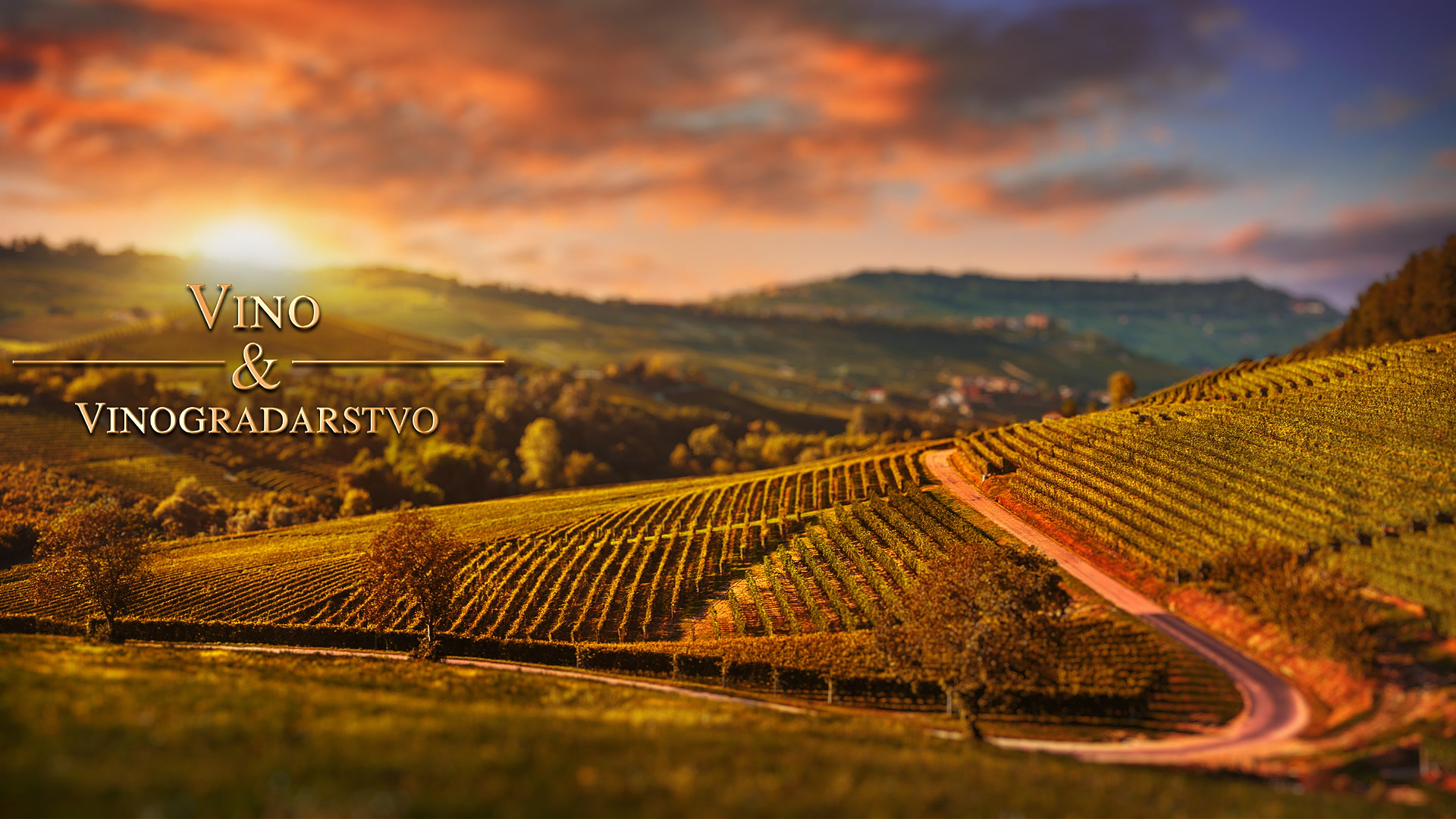 Vino i vinogradarstvo