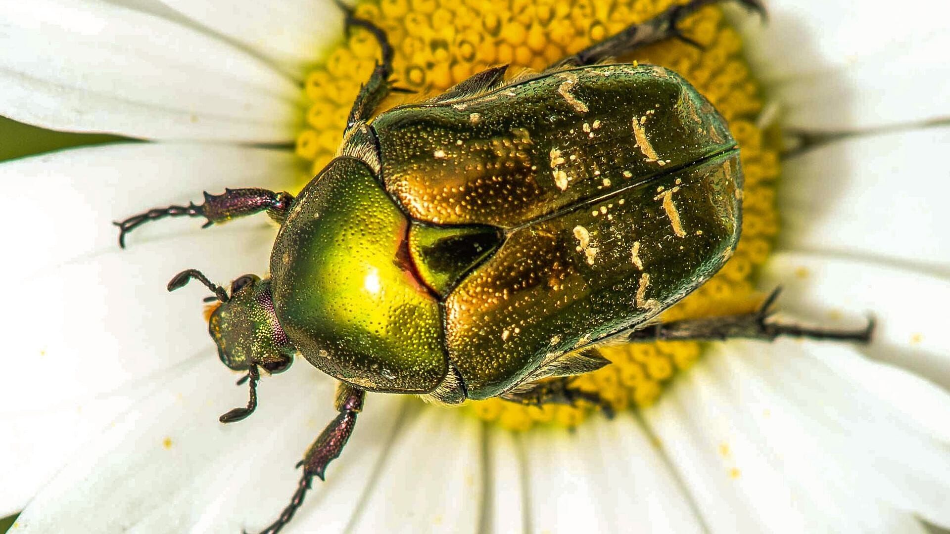 Nevjerojatni insekti