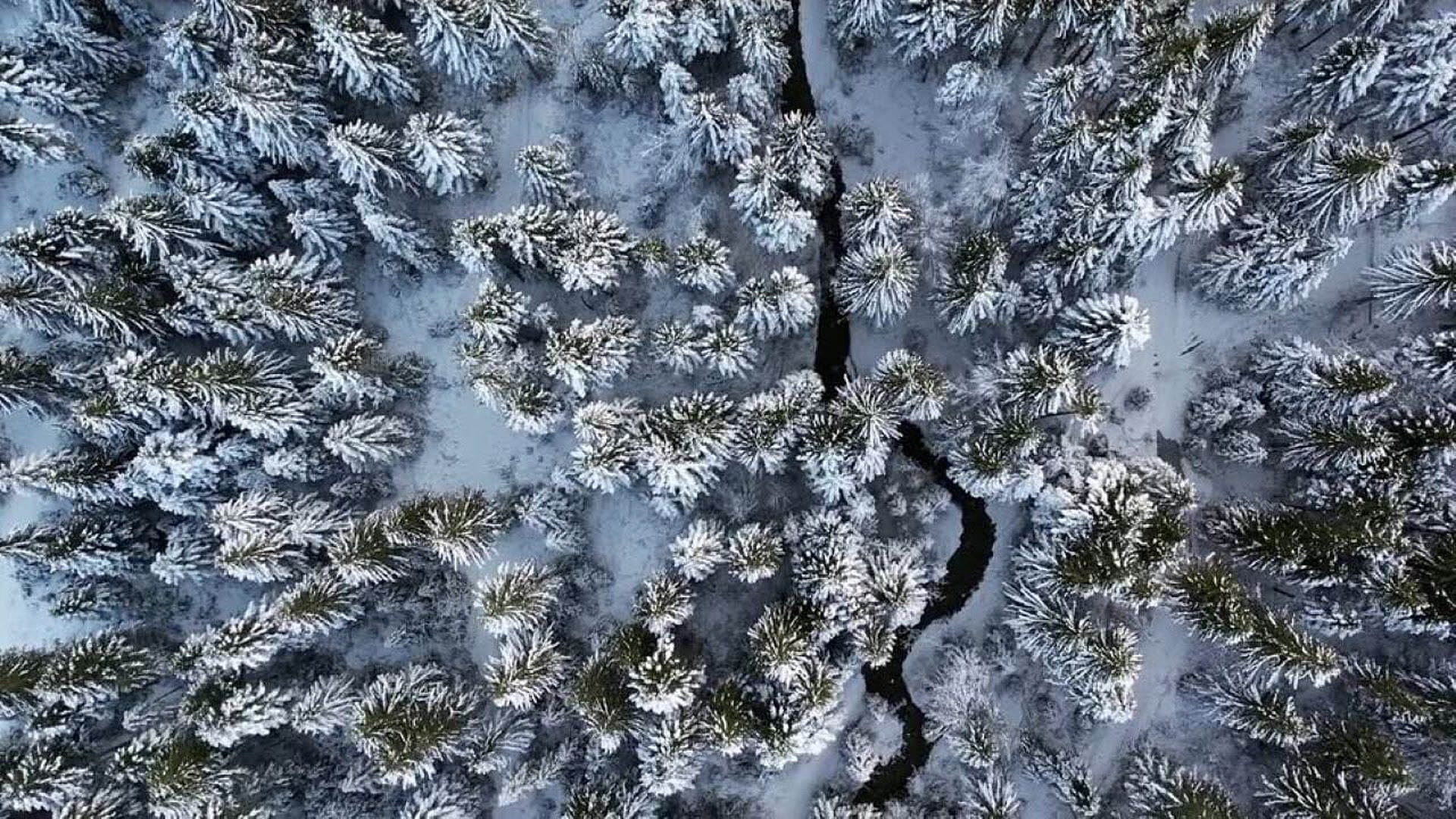 O ljudima i šumama