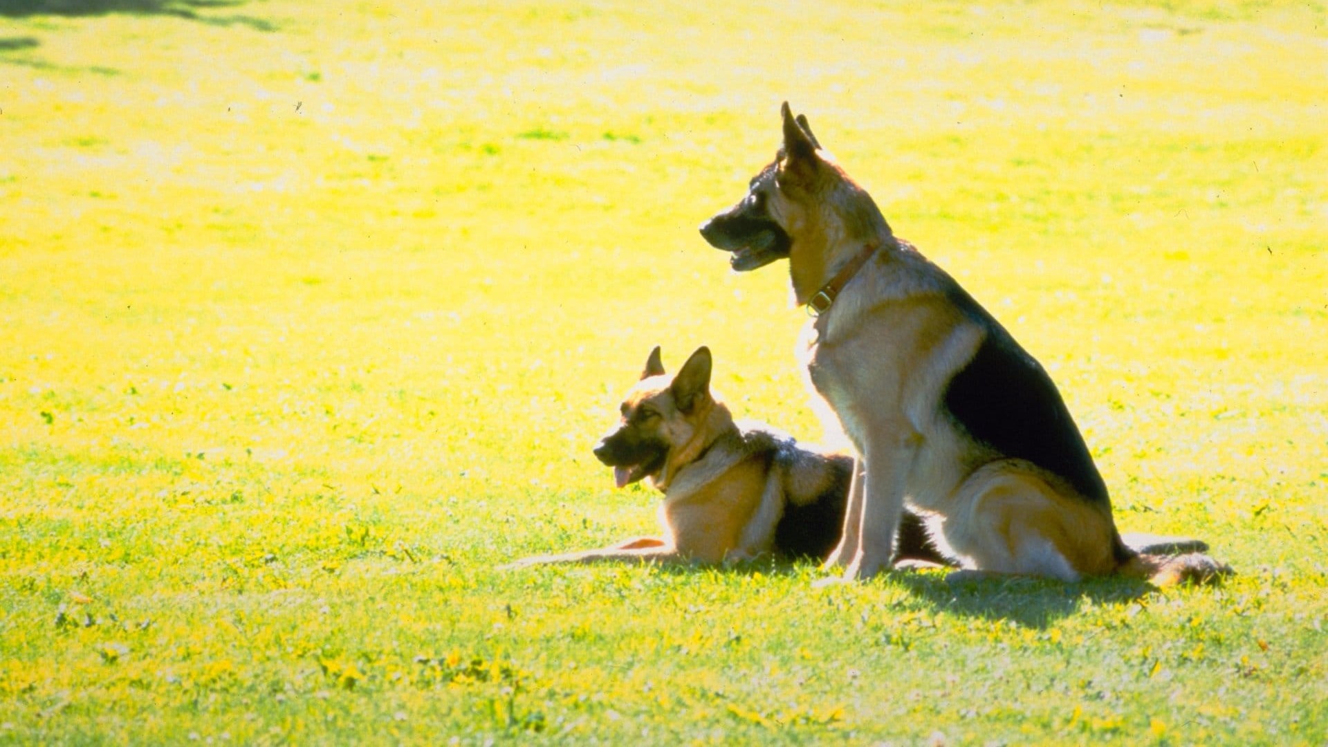 K-9: Privatni detektiv