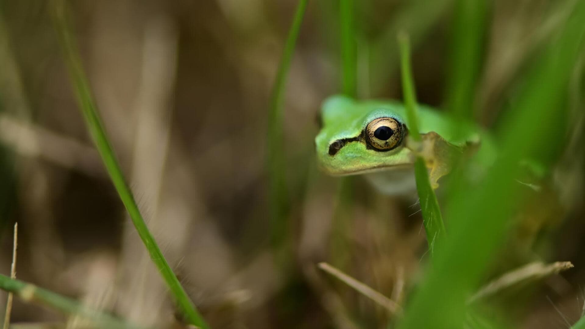 Najčudnije s Madagaskara, kompilacija