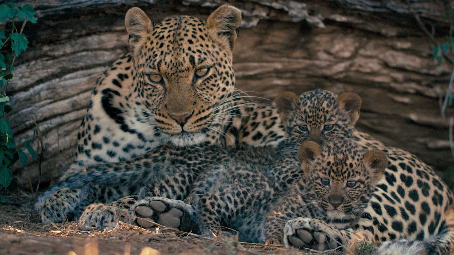 Mashatu: zemlja leoparda