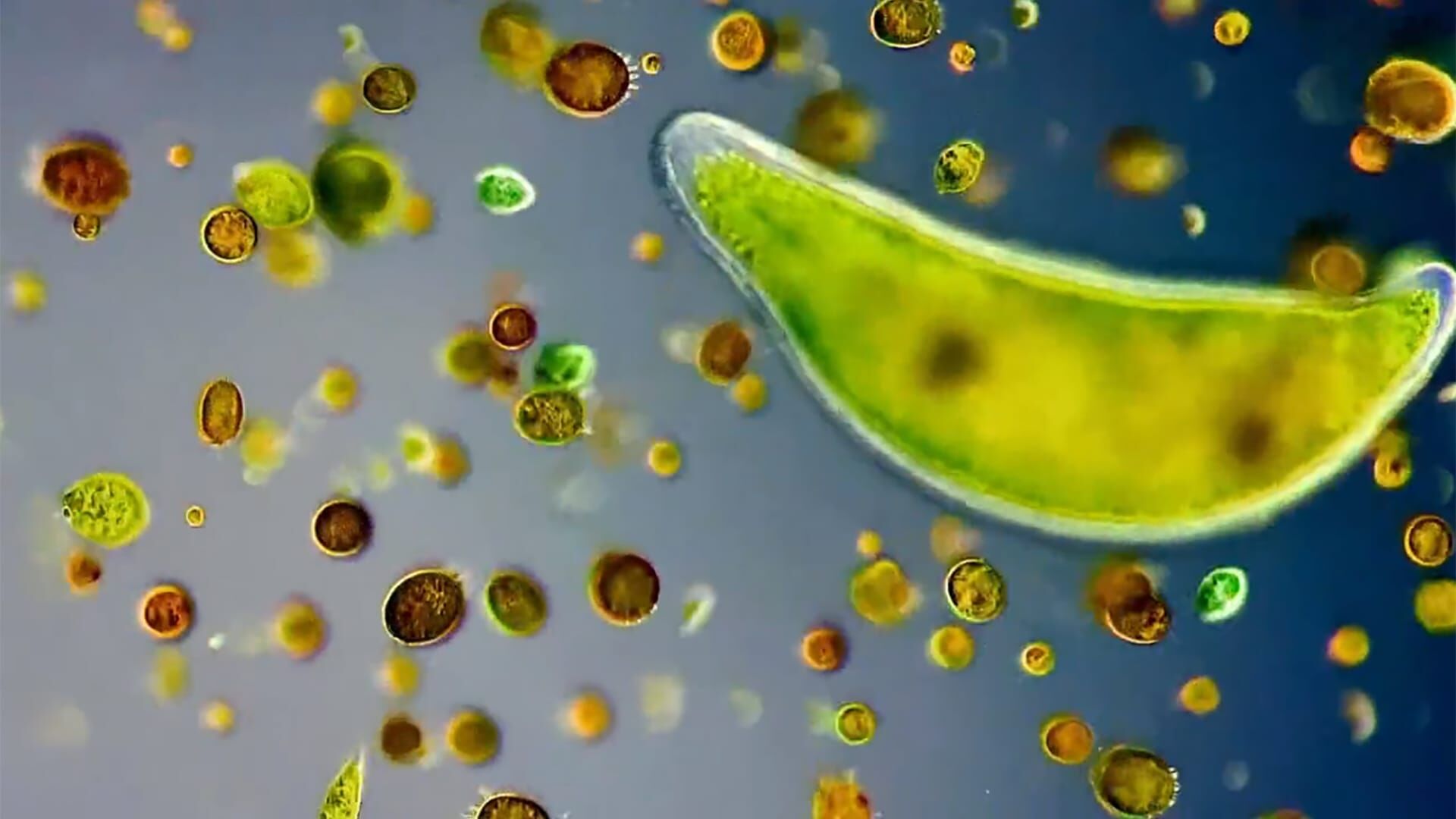Créatures microscopiques