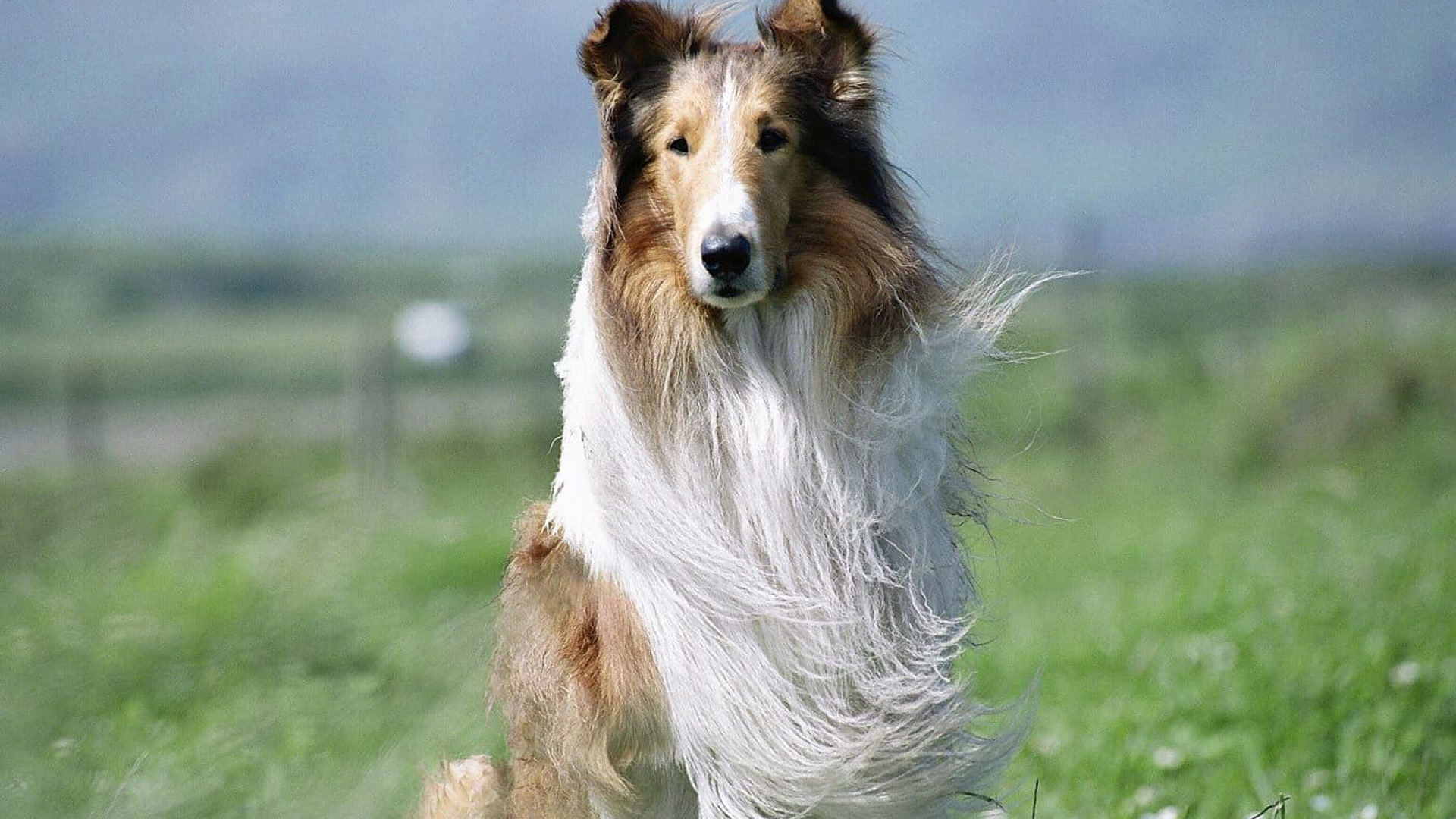 Lassie