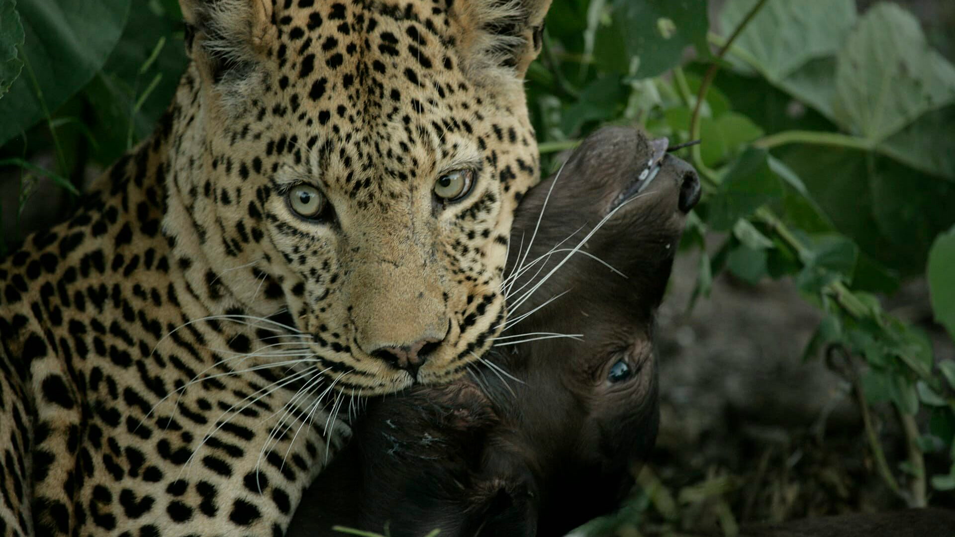 Oko leoparda