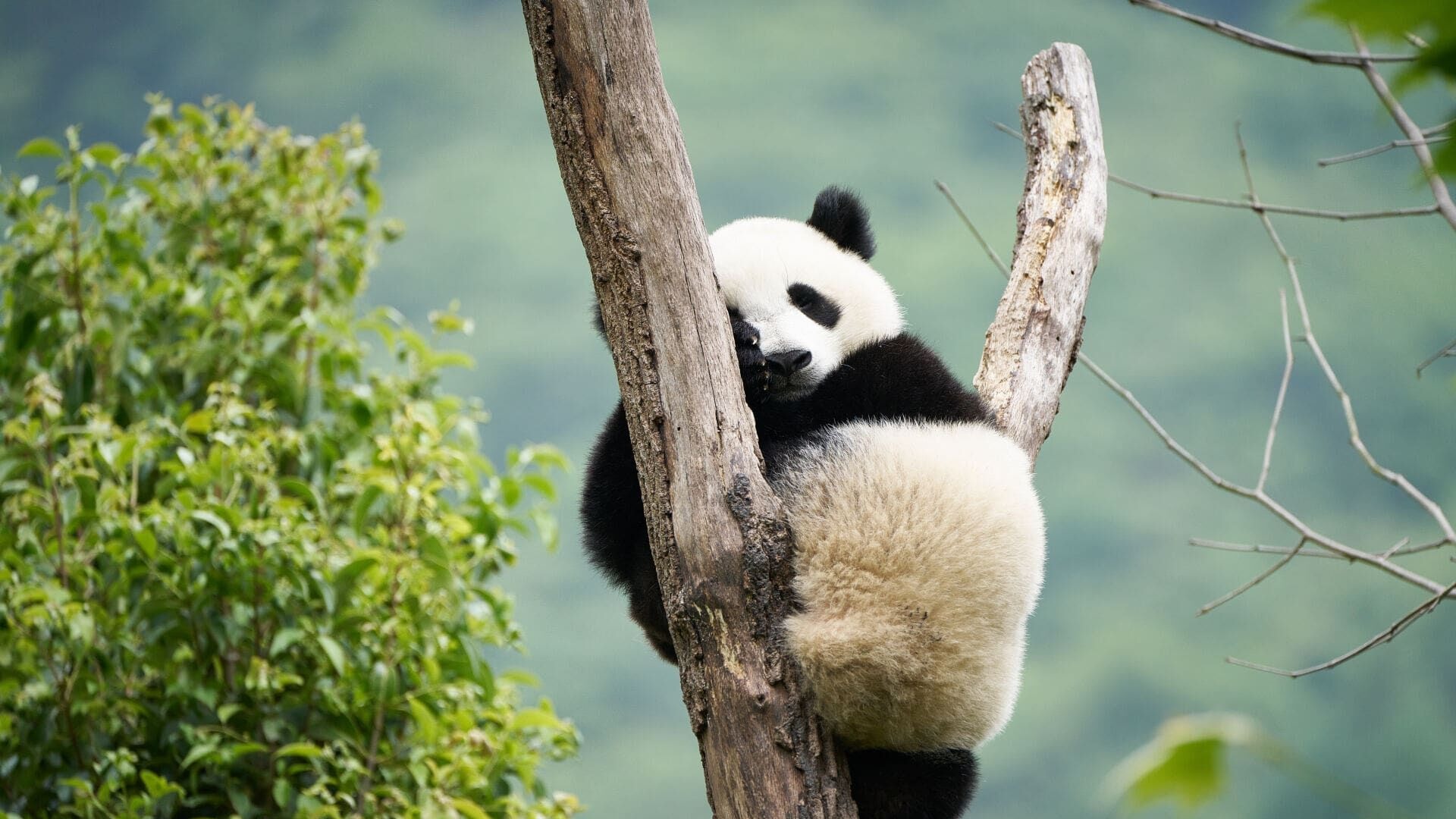 Moon: Veliki panda