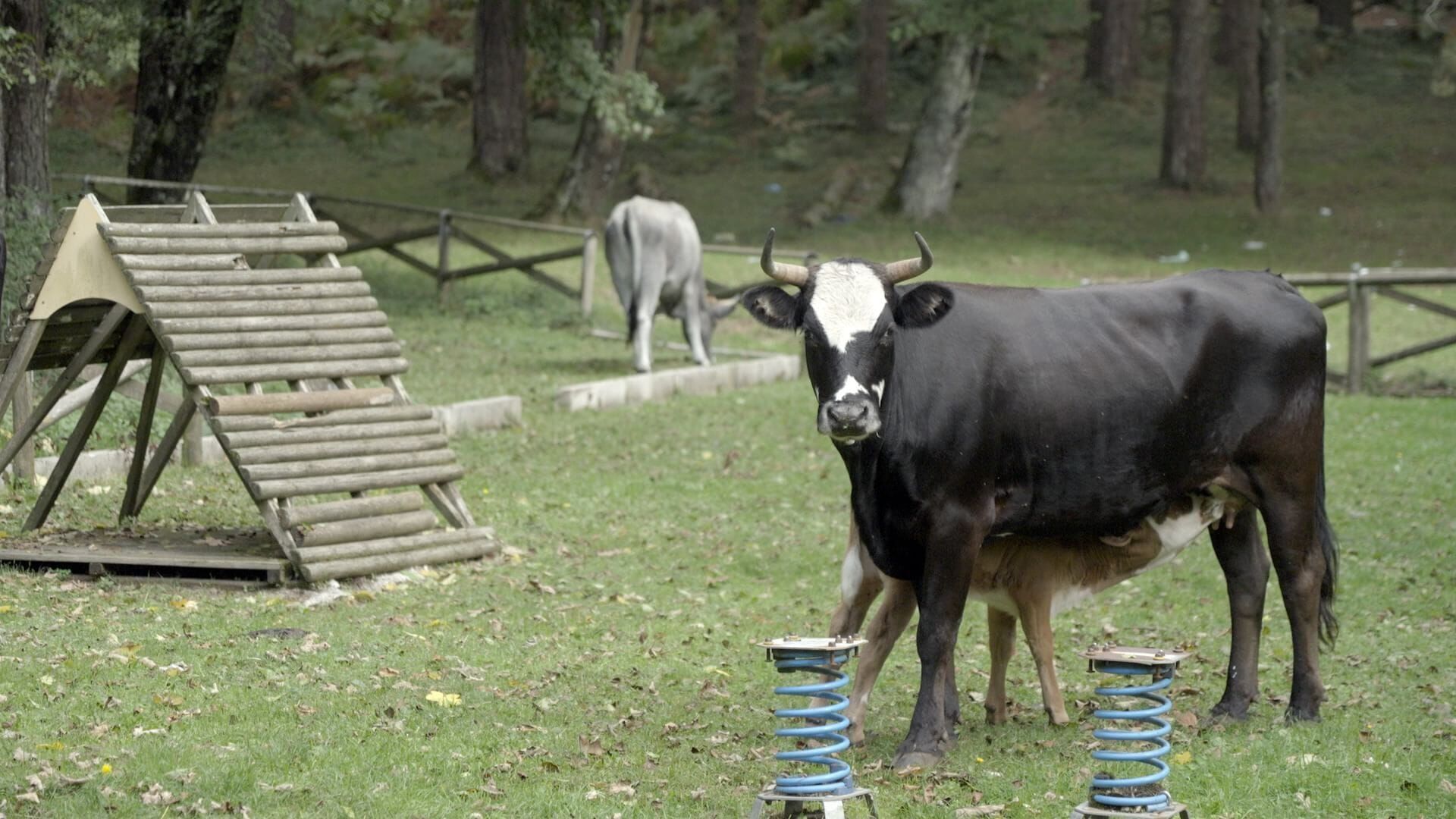 The Sacred Cows of the Mafia