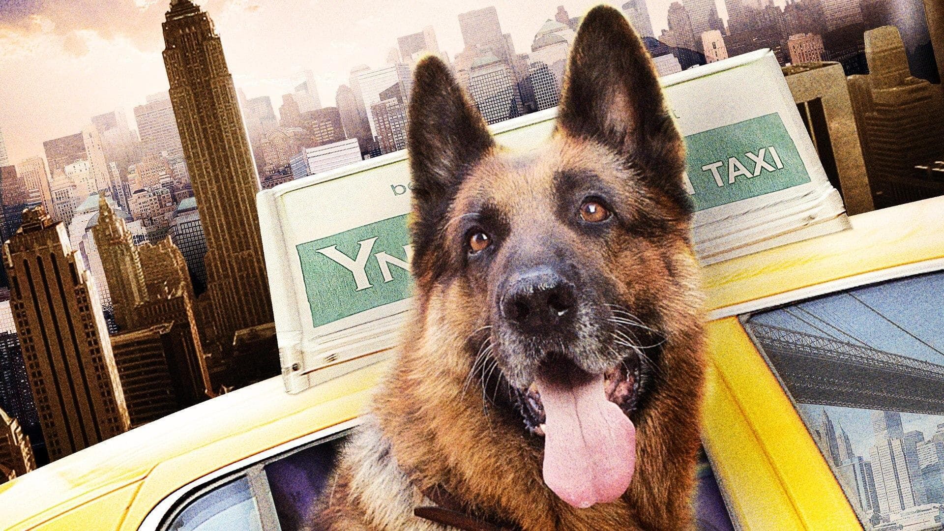 Rin Tin Tin 2
