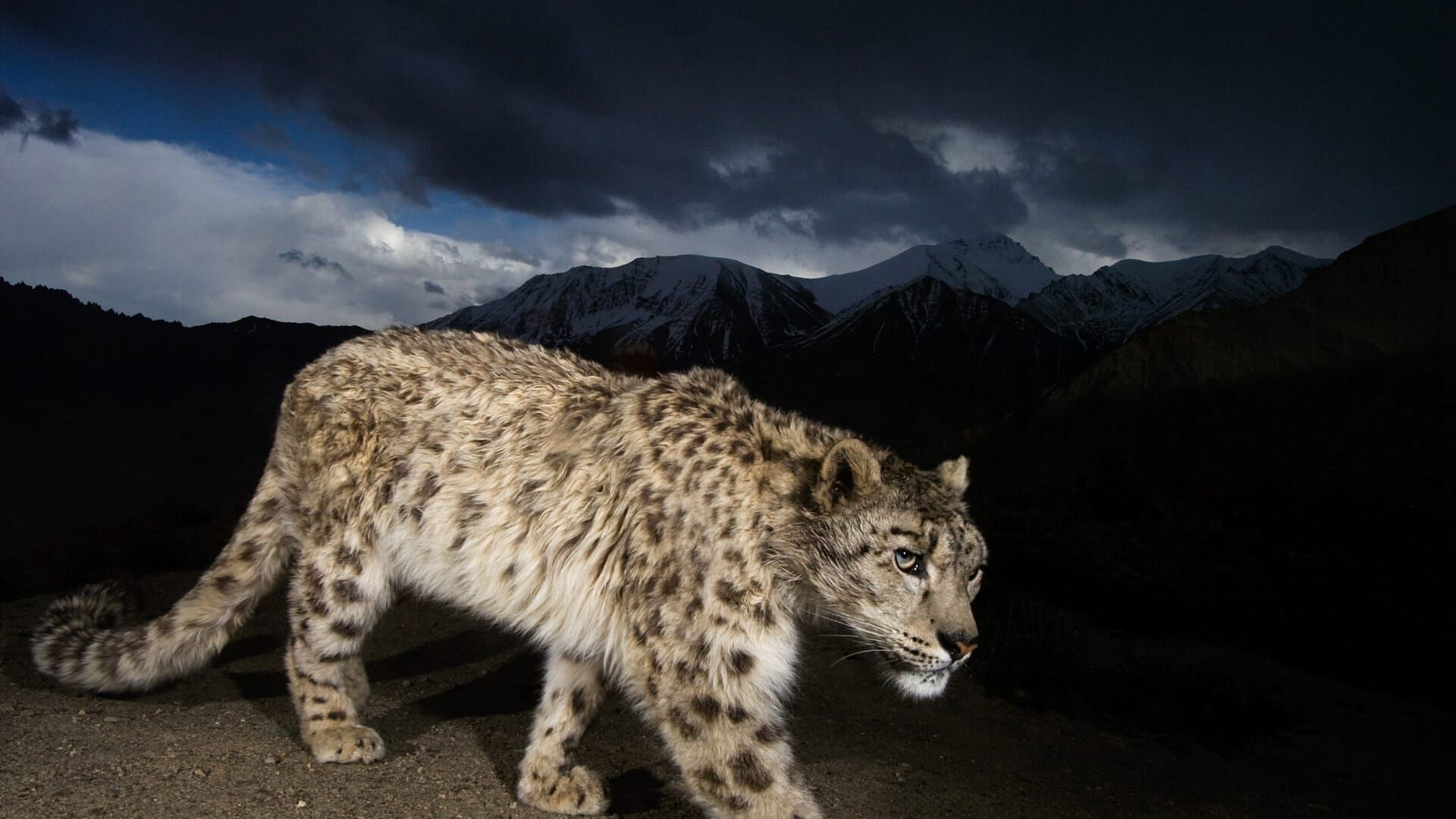 Afganistanski snježni leopard