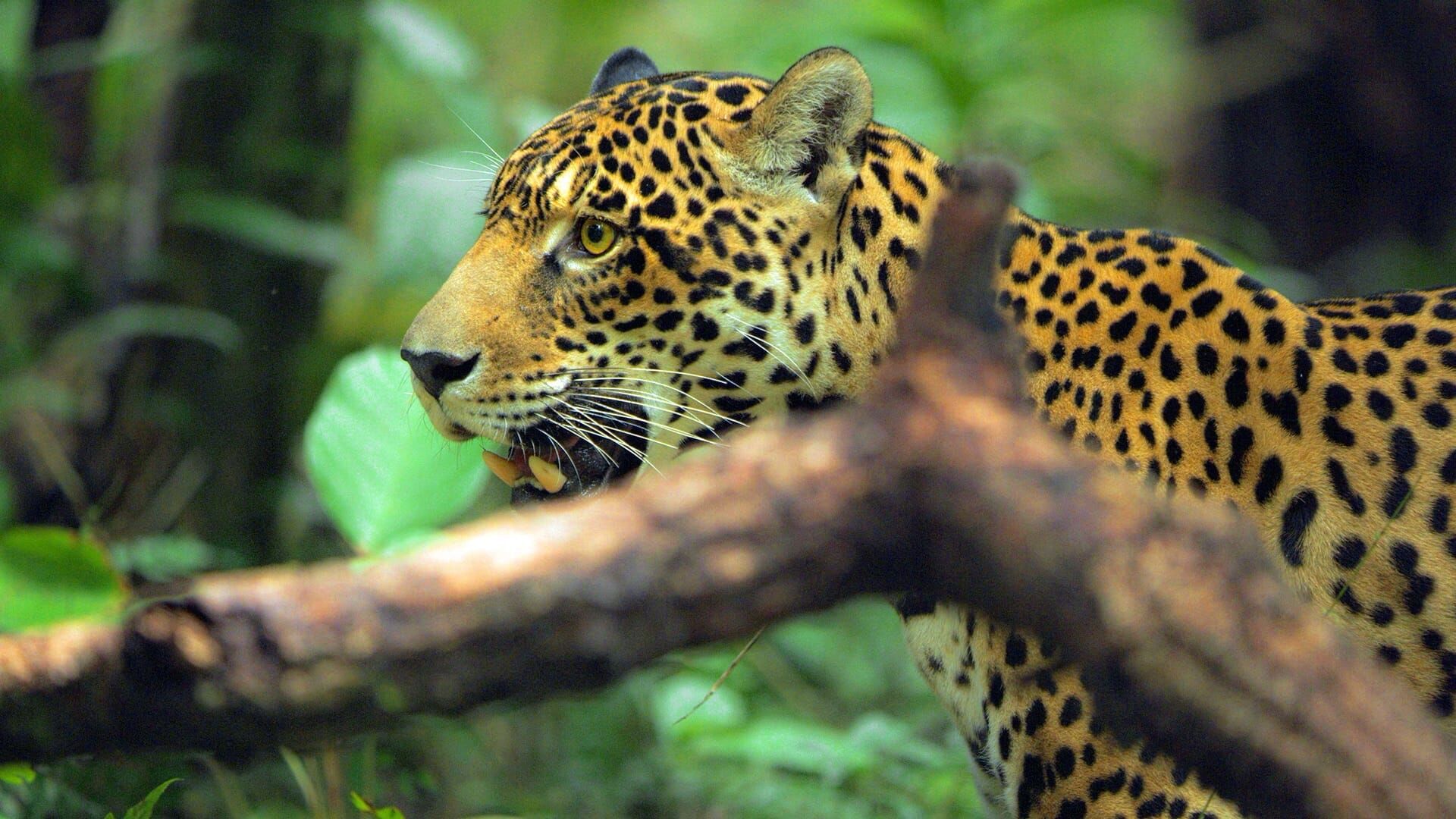 Jaguar: ikona džungle Gvajane