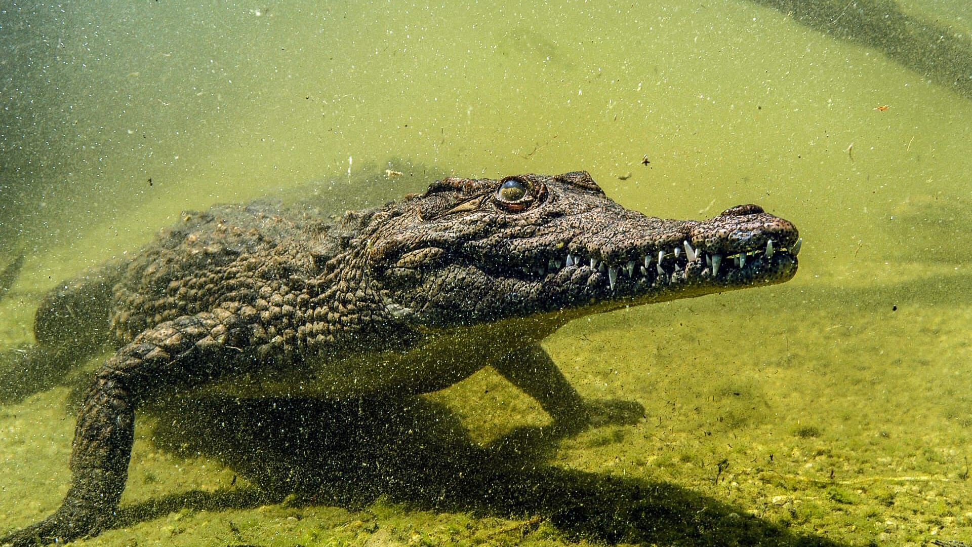 Krokodili iz Okavanga