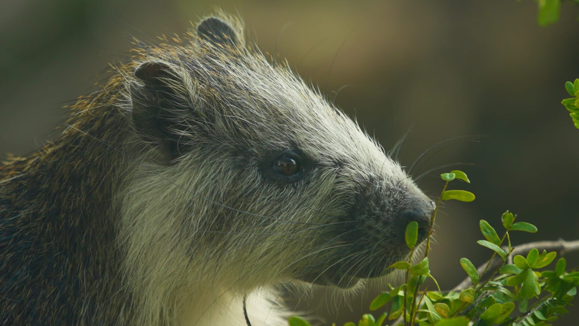 Divlji krokodili Kariba
